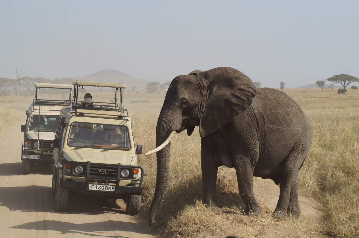 Elefanten auf der Rundreise im Masai Mara Naturschutzgebiet in Kenia